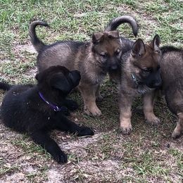 German Shepherd Puppies from Guamany K9 Vomhaus