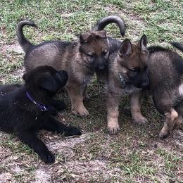German Shepherd Puppies from Guamany K9 Vomhaus