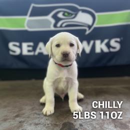 Chilly - Yellow male Labrador Retriever puppy in Puyallup, Washington from 12 Door Farm Labradors