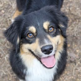Natty  - Miniature Australian Shepherd