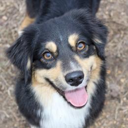 Natty  - Miniature Australian Shepherd