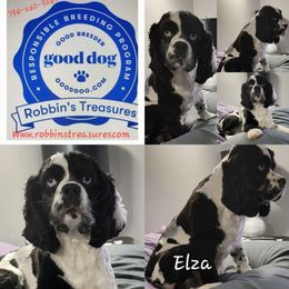 Cockapoo puppies from Robbin's Treasures