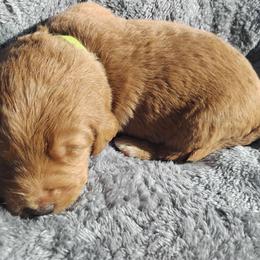 Max - Caramel cream male Labradoodle puppy in Apache Junction, Arizona from Loving Doodle
