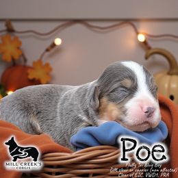 Poe - Blue male Pembroke Welsh Corgi puppy in Taylorsville, North Carolina from Mill Creek’s Pembroke Welsh Corgis and French Bulldogs