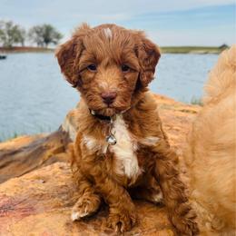 Tippy - Brown and white male Cockapoo puppy in Kingfisher, Oklahoma from Perdue Puppies