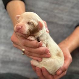 Birch - Red merle male Australian Shepherd puppy in Columbia Falls, Montana from Firefly Horse Co Wellness Retreat Center