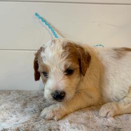 Blue Collar Boy - Parti male Goldendoodle puppy in San Augustine, Texas from Vintage Doodles