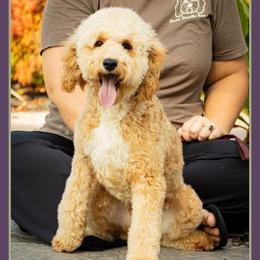 Eagle - Red and white male Cockapoo puppy in Connersville, Indiana from Deaz Doodle Ranch