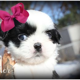 Lavender - Black and white female Shih Tzu puppy in Warren, Michigan from Danielle's Yorkie & Shih Tzu Babies