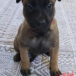 Teeze's Red - Mahogany female Belgian Malinois puppy in Berry, Alabama from North River k9