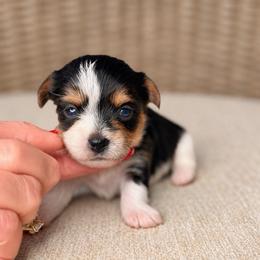 Pebbles - Parti female Yorkshire Terrier puppy in Jacksonville, Florida from Yorktown Yorkies