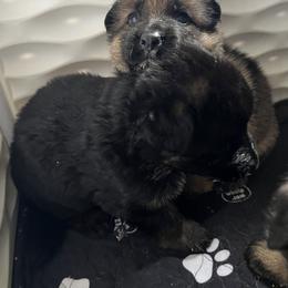 German Shepherd Puppies from RED’s German Shepherds