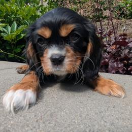 Rocky Road - Black and tan male Cavalier King Charles Spaniel puppy in Hillsboro, Oregon from Cavalier Court Pups