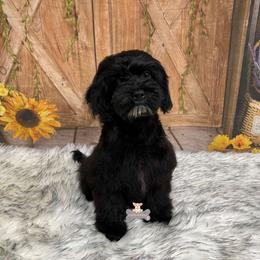 Baker - Black male Schnoodle puppy in Macks Creek, Missouri from Fluffy Buttz
