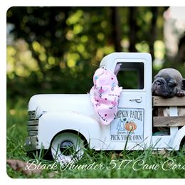 Dachshund and French Bulldog Puppies from Black Thunder 517 Cane Corso and Dachshunds