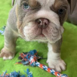 Bulldog Puppies from ABC Bulldogs