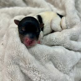 Natalie - Black tan and white female Biewer Terrier puppy in Winston Salem, North Carolina from LaythStone