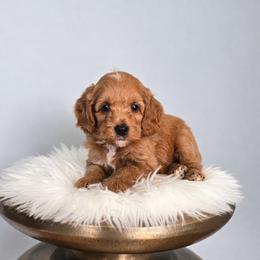 Walnut - Red  male Goldendoodle puppy in Floyd, Virginia from Hearts and Paws Poodles and Doodles