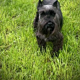 Miniature Schnauzer puppies from TJ's Silver Paws Miniature Schnauzers