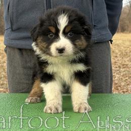 Boy 4 - Black tri-color male Australian Shepherd puppy in Lowell, Indiana from Bearfoot Aussies and Tollers