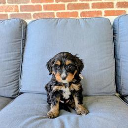 Broccoli - Tri-color male Bernedoodle puppy in Gilbert, Arizona from San Tan Doodles