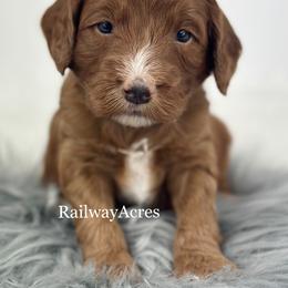 Bullseye - Red  male Goldendoodle puppy in Milford, Indiana from Railway Acres Kennel