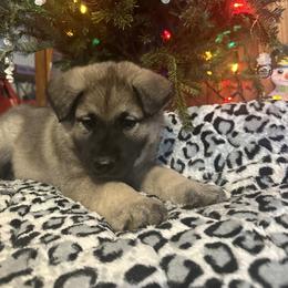 Norwegian Elkhound and Papillon Puppies from Mikanon
