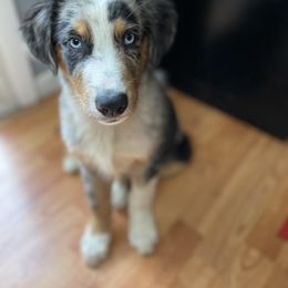 Australian Shepherd Puppies from The Good Shepherd