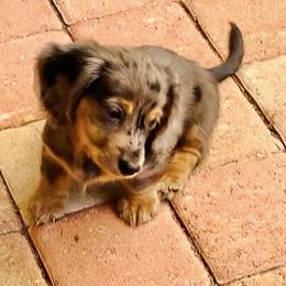 Dachshund Puppies from Meldox
