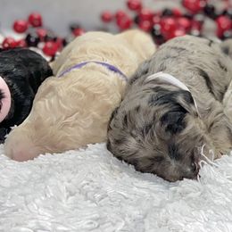 Double Doodle and Goldendoodle Puppies from Remi’s DoubleDoodles