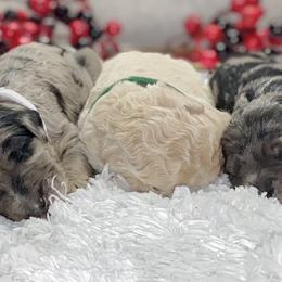 Double Doodle and Goldendoodle Puppies from Remi’s DoubleDoodles