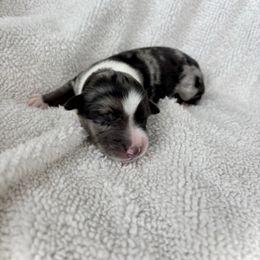 Kimes - Blue merle female Aussiedoodle puppy in Clara City, Minnesota from Good Shepherd Aussiedoodles