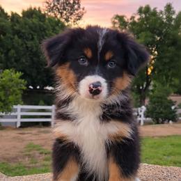 Squirtle - Black tri-color male Australian Shepherd puppy in Riverside, California from Aus Cal (Aussies of soCal)