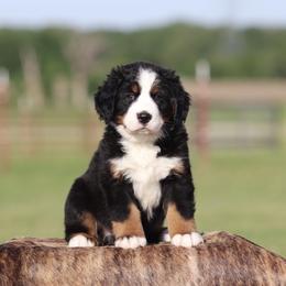 Male Lime Collar - Black rust and white male Bernese Mountain Dog puppy in Collinsville, Texas from Berner Dynasty