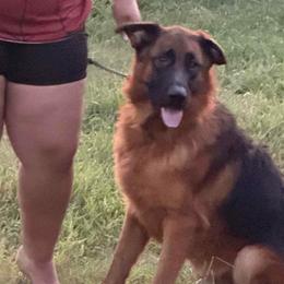 Adonis - Black and red male German Shepherd puppy in Youngsville, North Carolina from di Casa Ortiz German Shepherds