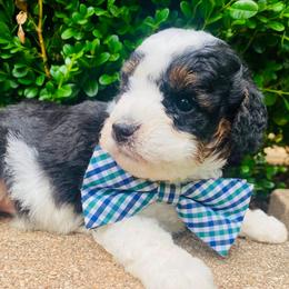 Kitkat - Phantom male Poodle puppy in Nixa, Missouri from Family Poodles