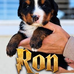 Ron - Black rust and white male Bernese Mountain Dog puppy in Paradise Valley, Nevada from Bayles Berners