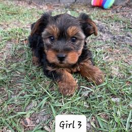 Boy 3 - male Yorkshire Terrier puppy in Summerville, South Carolina from Our Yorkie and Morkie Puppies of Summerville, South Carolina.