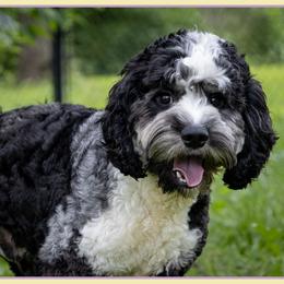 Lucas - Merle male Cockapoo puppy in Connersville, Indiana from Deaz Doodle Ranch