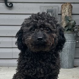 Bennie - Labradoodle