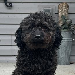 Bennie - Labradoodle