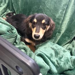 Cocoa - Black and cream female Dachshund puppy in Mountain Home, Arkansas from Furry Friends Kennel