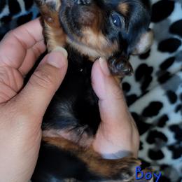Boy 2 - Blue and gold male Yorkshire Terrier puppy in Gilbert, Arizona from Yorkie Your Soulmate Puppy