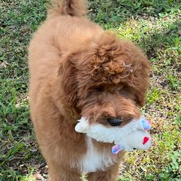 Olly - Goldendoodle