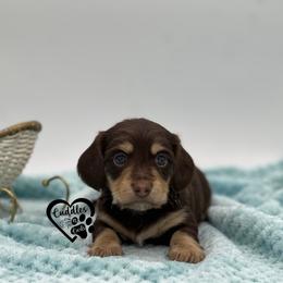 Miso - Chocolate and cream male Dachshund puppy in Nashville, Arkansas from Cuddles n Curls