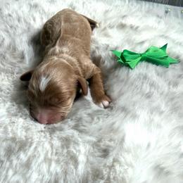 Ruger - Red male Cavapoo puppy in Central, Arizona from Desert Valley Doodles