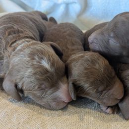 Boy 1 - Red  Poodle puppy in Silverton, Oregon from Rambler Goldens