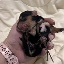 Snickers - Black and tan male Dachshund puppy in Miami, Florida from Maitime Dachshund