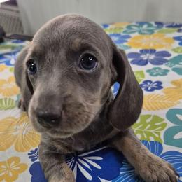Pearl - Gray (blue) and cream female Dachshund puppy in Randolph, Texas from Spindle's Little Treasures