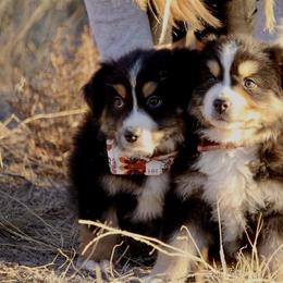 Australian Shepherd and Miniature Australian Shepherd Puppies from Canyon Creek Aussies